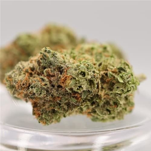 Black Domina 28g